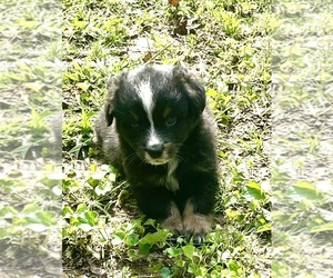 Australian Shepherd Puppy for sale in DRUMMONDS, TN, USA