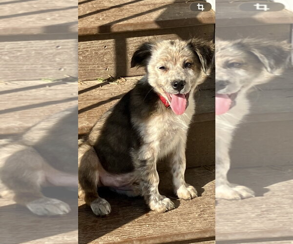 Medium Photo #1 Mutt Puppy For Sale in Garden City, NY, USA