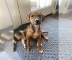 Small Photo #15 Boxer-Unknown Mix Puppy For Sale in McKinney, TX, USA
