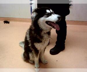 Siberian Husky Dogs for adoption in Martinez, CA, USA