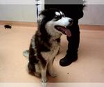 Small Siberian Husky