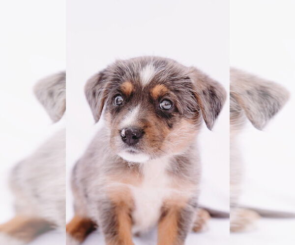 Medium Photo #11 Australian Shepherd-Unknown Mix Puppy For Sale in Princeton, MN, USA