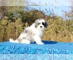 Small #2 ShihPoo