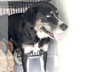 Siberian Husky-Unknown Mix Dogs for adoption in Houston, TX, USA