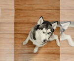 Small #2 Siberian Husky