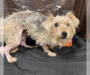 Silky Terrier Dogs for adoption in Modesto, CA, USA