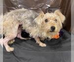 TUBBY - Female Silky Terrier Dog for Adoption - Small photo