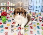 Small #8 Japanese Chin