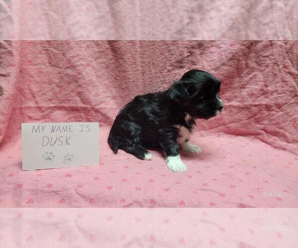 Medium Photo #8 Maltipoo Puppy For Sale in BROOKFIELD, MO, USA