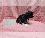 Small #7 Maltipoo