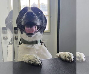 Logan HOWLett - Male American Pit Bull Terrier-Saint Bernard Mix Dog for Adoption - Photo #8