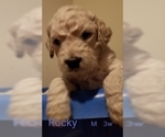 Small Photo #2 Goldendoodle Puppy For Sale in EAST POINT, GA, USA
