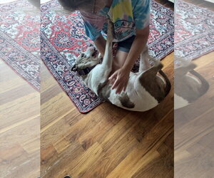 Holly - Female American Staffordshire Terrier-Unknown Mix Dog for Adoption - Photo #6