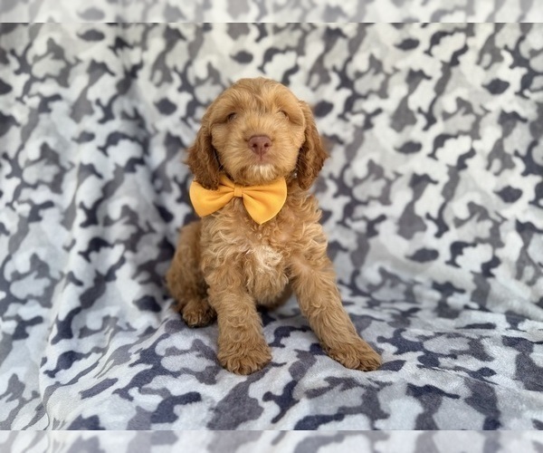 Medium Photo #4 Cock-A-Poo Puppy For Sale in LAKELAND, FL, USA