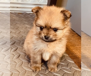Pomeranian Puppy for Sale in CHICAGO, Illinois USA