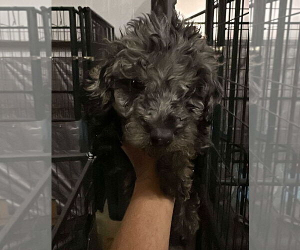 Medium Photo #1 Poodle (Standard)-Unknown Mix Puppy For Sale in Grafton, WI, USA