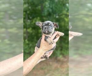 French Bulldog Puppy for sale in HEMBY, NC, USA