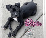 Small #1 Boxer Mix