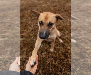 Mutt Dogs for adoption in Cary, NC, USA