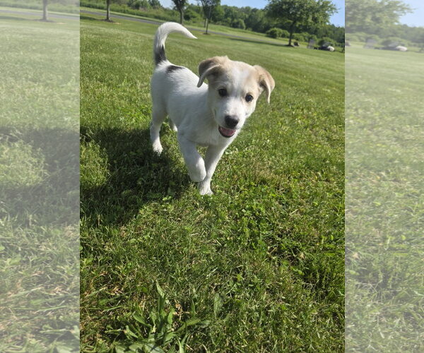 Medium Photo #5 Aussiedor Puppy For Sale in SHERBURNE, NY, USA