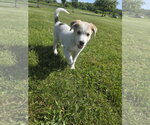 Small Photo #5 Aussiedor Puppy For Sale in SHERBURNE, NY, USA