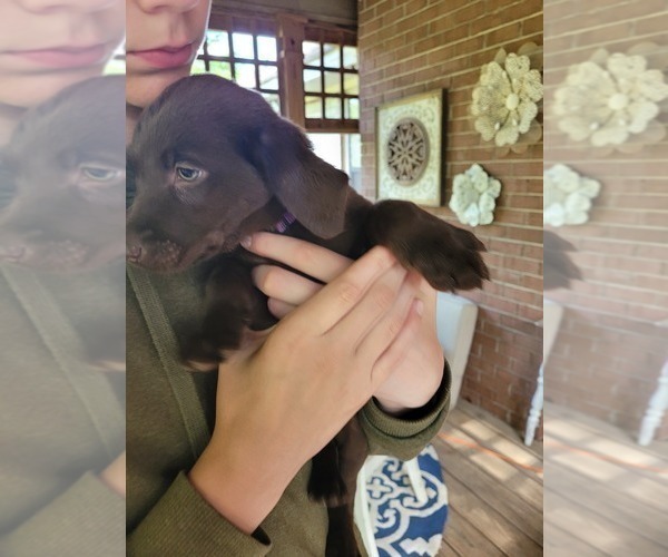 Medium Photo #22 Labrador Retriever Puppy For Sale in BONAIRE, GA, USA