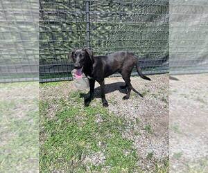 Labrador Retriever-Unknown Mix Dogs for adoption in Abbeville, LA, USA