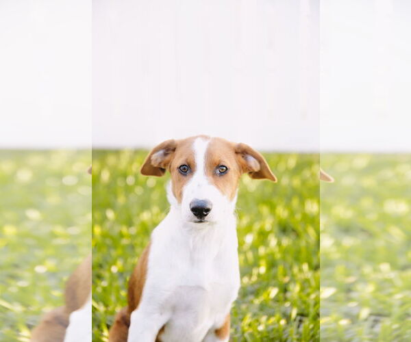 Medium Photo #7 Mutt Puppy For Sale in Princeton, MN, USA