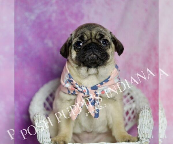 Medium Photo #5 Pug Puppy For Sale in WARSAW, IN, USA