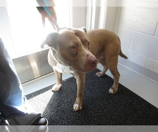Medium Photo #1 American Pit Bull Terrier Puppy For Sale in Ocala, FL, USA