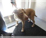 BUSTER - Male American Pit Bull Terrier Dog for Adoption - Small photo
