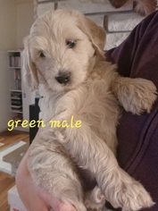Double Doodle Puppy for sale in ROZELLVILLE, WI, USA