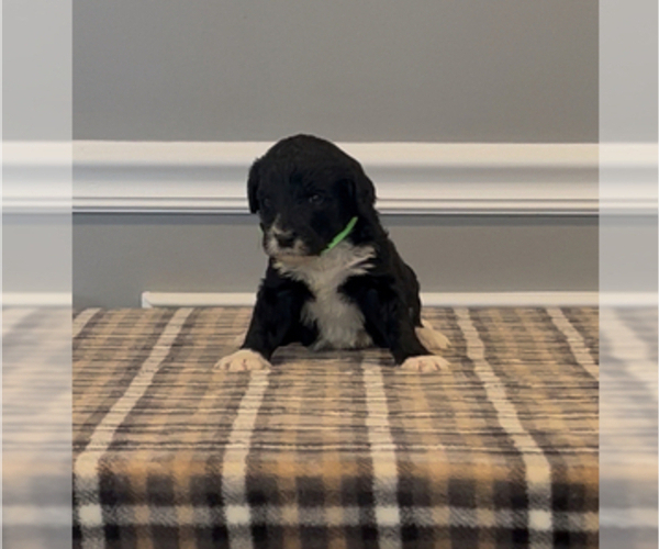 Medium Photo #73 Bernedoodle-Labradoodle Mix Puppy For Sale in MILFORD, NJ, USA