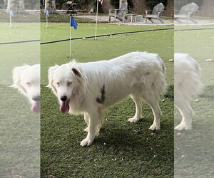 Medium Australian Shepherd