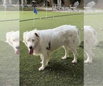 Small Australian Shepherd