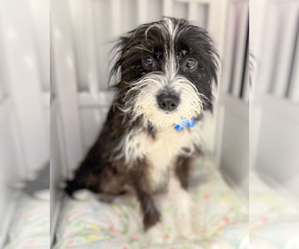 Medium Photo #6 Mutt Puppy For Sale in Corona, CA, USA