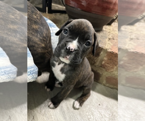 Medium Photo #8 Boxer Puppy For Sale in RALEIGH, NC, USA