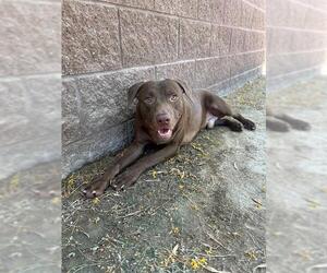 Labrador Retriever-Unknown Mix Dogs for adoption in Riverside, CA, USA