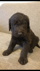 Labradoodle Puppy for sale in JASPER, IN, USA