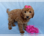 Small #3 Goldendoodle (Miniature)