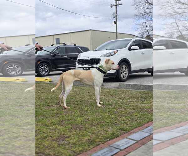 Medium Photo #6 Labrador Retriever-Unknown Mix Puppy For Sale in Orangeburg, SC, USA