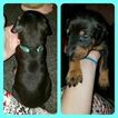 Small Photo #4 Doberman Pinscher Puppy For Sale in INWOOD, IN, USA