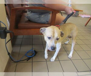 Labrador Retriever-Unknown Mix Dogs for adoption in Ocala, FL, USA