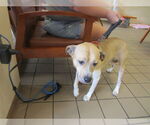 Small Labrador Retriever Mix