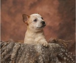 Small Photo #6 Australian Cattle Dog Puppy For Sale in PILOT, VA, USA