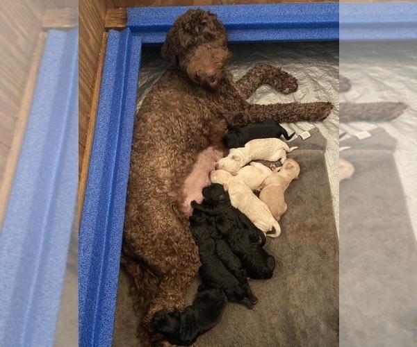 Medium Photo #1 Goldendoodle Puppy For Sale in BRYAN, TX, USA