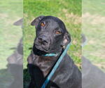 Small #3 Labrador Retriever Mix