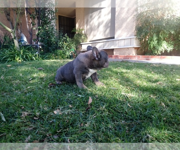 Medium Photo #6 French Bulldog Puppy For Sale in SIMI VALLEY, CA, USA
