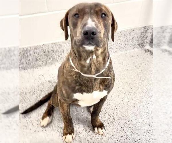 Medium Photo #3 Mutt Puppy For Sale in Houston, TX, USA