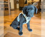 Small #5 Golden Retriever Mix